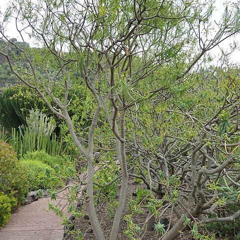 Euphorbia berthelotii unspecified picture