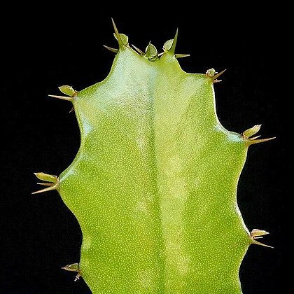 Euphorbia deightonii unspecified picture