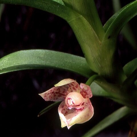 Dichaea cleistogama unspecified picture