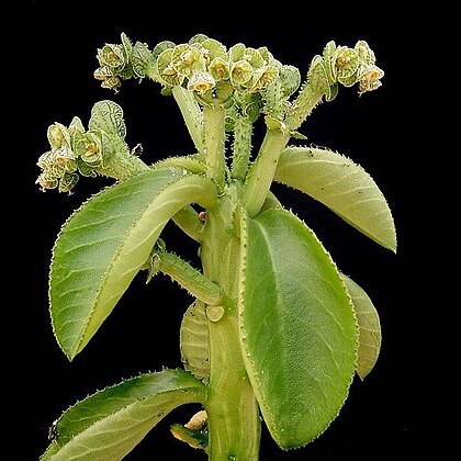 Euphorbia echinulata unspecified picture