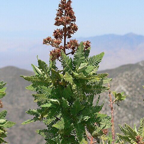 Chamaebatiaria unspecified picture