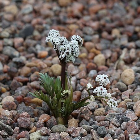 Lomatium gormanii unspecified picture