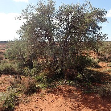 Eremophila miniata unspecified picture