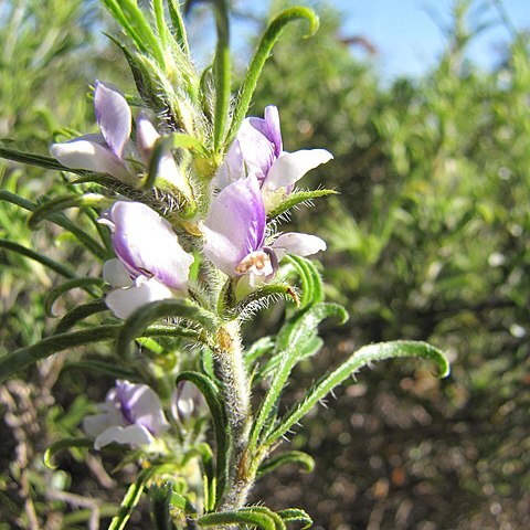 Otholobium bolusii unspecified picture