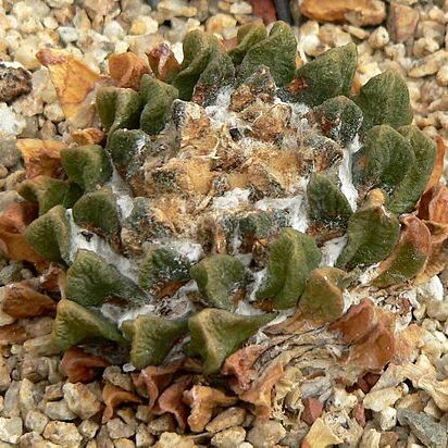 Ariocarpus scaphirostris unspecified picture