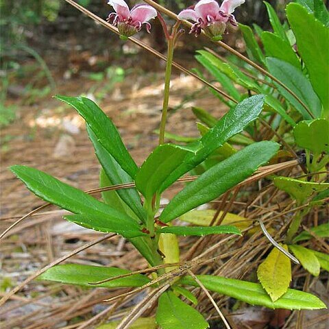 Chimaphila menziesii unspecified picture