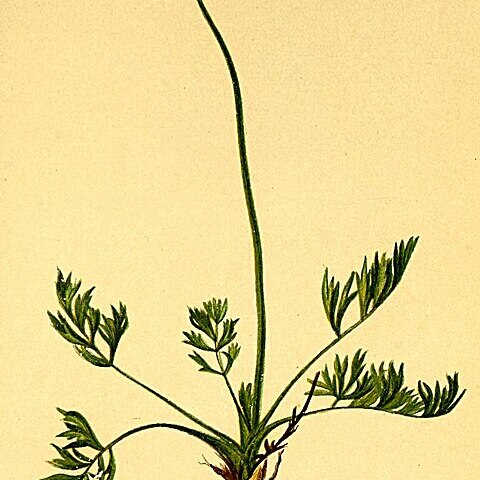 Pachypleurum unspecified picture