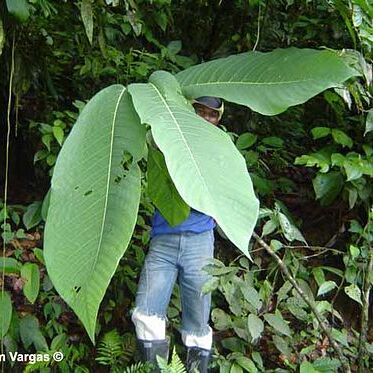 Passiflora macrophylla unspecified picture