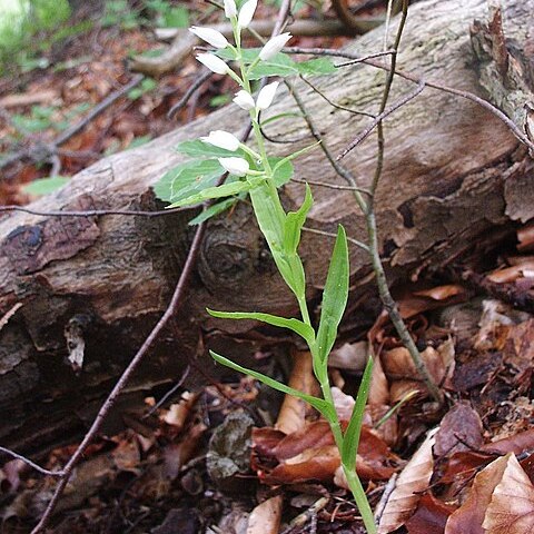 Cephalanthera schulzei unspecified picture