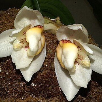 Stanhopea ecornuta unspecified picture