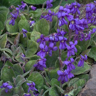 Petrocosmea flaccida unspecified picture