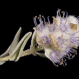 Newcastelia cephalantha unspecified picture