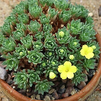 Dionysia termeana unspecified picture