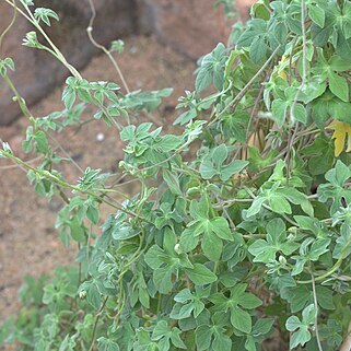 Ipomoea rubriflora o'donell unspecified picture