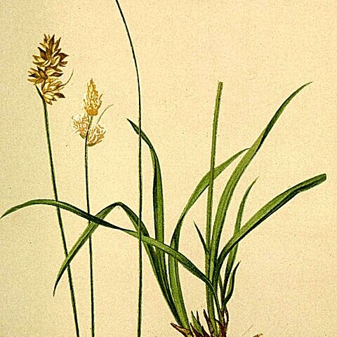 Carex lachenalii unspecified picture