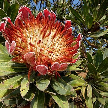 Protea roupelliae unspecified picture