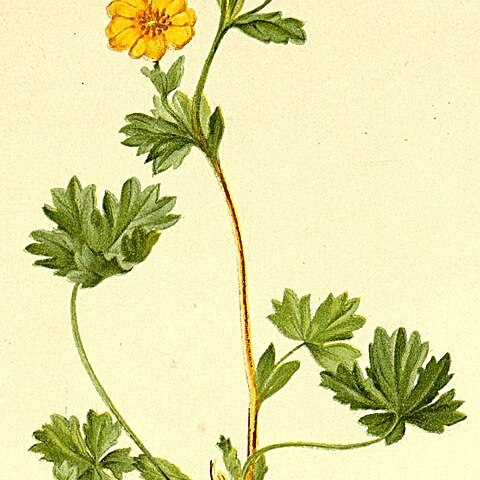 Potentilla villosa unspecified picture