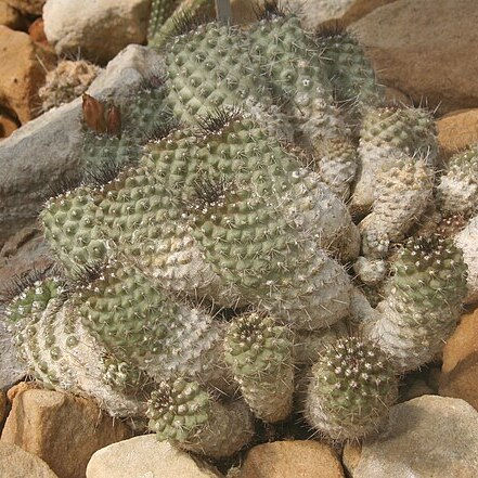 Copiapoa fiedleriana unspecified picture