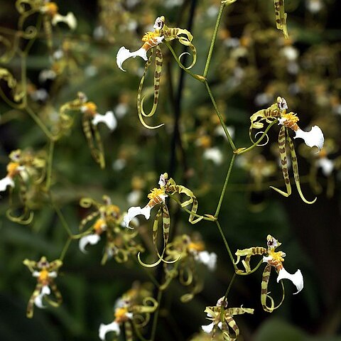 Miltonia phymatochila unspecified picture