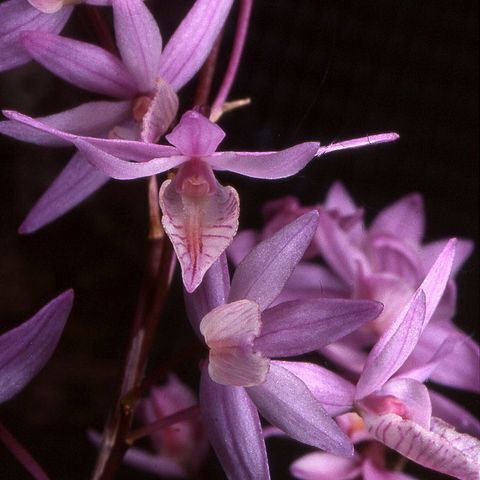 Barkeria strophinx unspecified picture