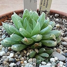 Haworthia cooperi var. picturata unspecified picture