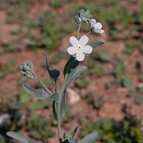 Iberodes unspecified picture