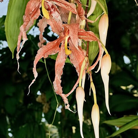 Paphinia herrerae unspecified picture