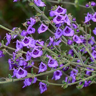 Prostanthera hirtula unspecified picture