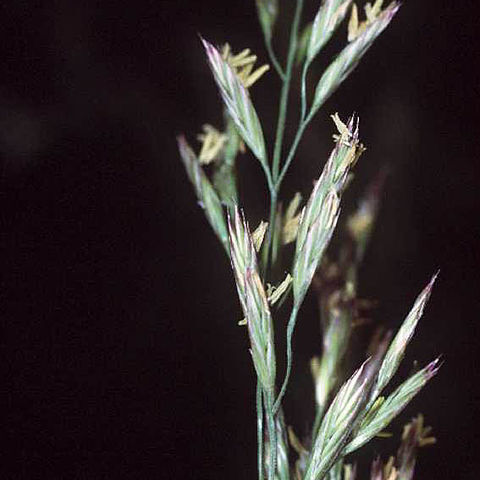 Festuca unspecified picture