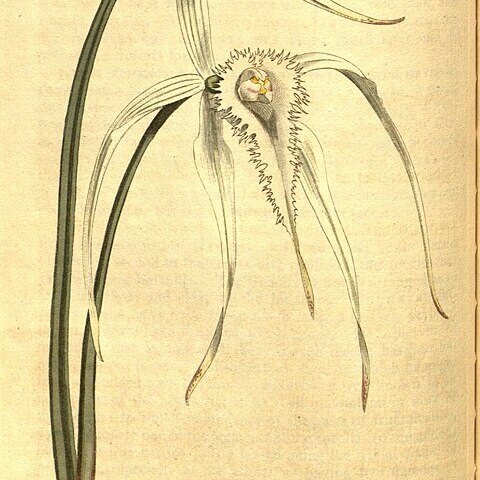 Brassavola cucullata unspecified picture