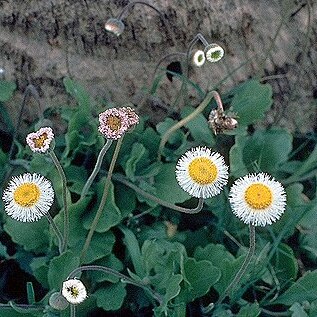 Erigeron procumbens unspecified picture