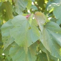 Heliocarpus donnellsmithii unspecified picture