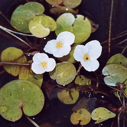 Hydrocharitaceae unspecified picture