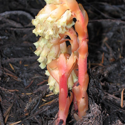 Monotropa unspecified picture