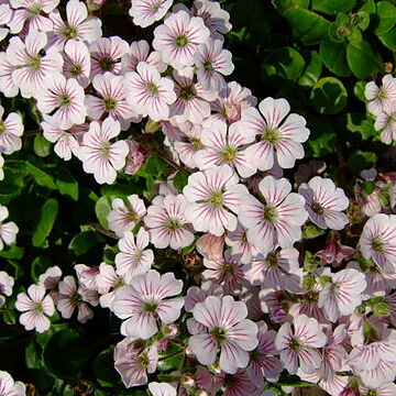 Gypsophila unspecified picture