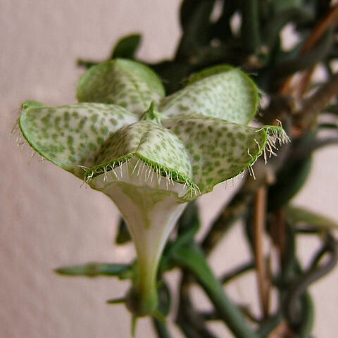 Ceropegia unspecified picture