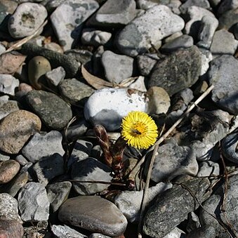 Tussilago unspecified picture