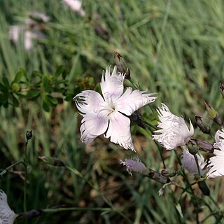 Dianthus anatolicus unspecified picture