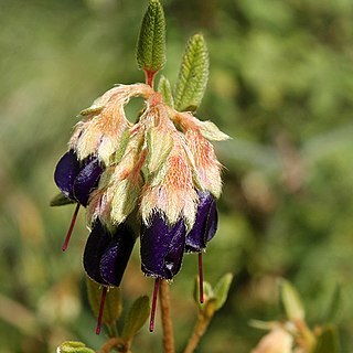 Brachyotum strigosum unspecified picture