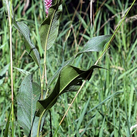 Polygonum unspecified picture