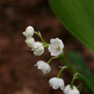 Convallaria unspecified picture