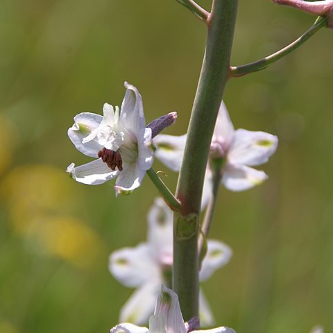 Delphinium gypsophilum unspecified picture