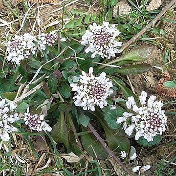 Thlaspi caerulescens unspecified picture