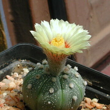 Astrophytum unspecified picture