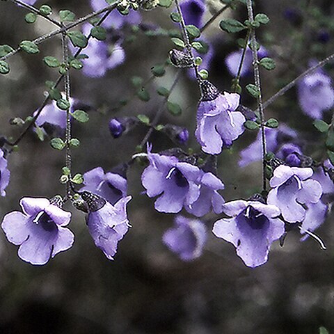 Prostanthera violacea unspecified picture