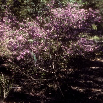 Prostanthera discolor unspecified picture