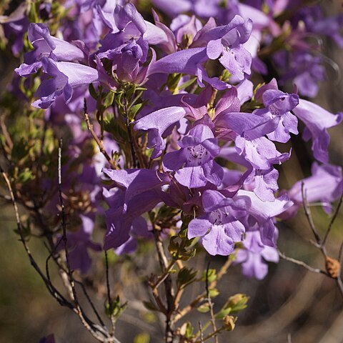 Prostanthera ferricola unspecified picture