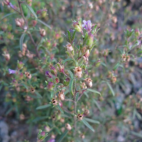 Chaenorhinum unspecified picture