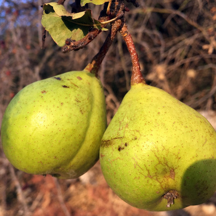 Pyrus sicanorum unspecified picture