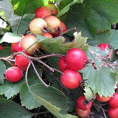 Crataegus submollis unspecified picture